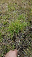 Eragrostis capensis