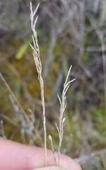 Eragrostis capensis