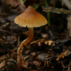 Cortinarius melimyxa