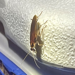 Ischnoptera bilunata