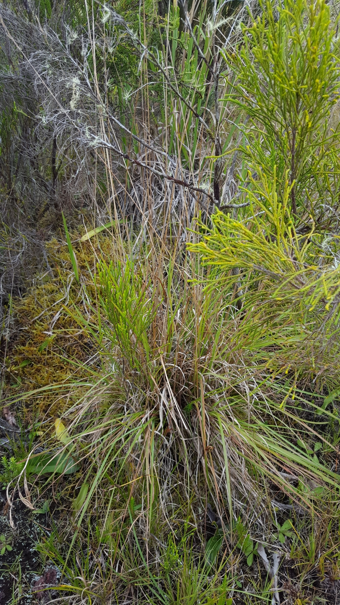 (c) François Rousseu, certains droits réservés (CC BY-NC) https://www.inaturalist.org/observations/120113814