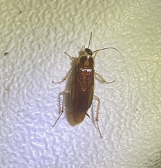 Ischnoptera bilunata