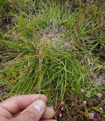 Eragrostis capensis