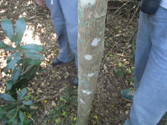 Cassipourea malosana