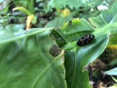 Okiscarta uchidae