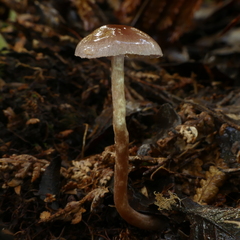 Cortinarius cucumeris