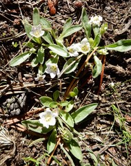 Hesperochiron pumilus