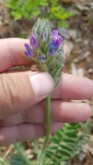 Oxytropis sylvatica