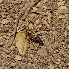 Pseudonomoneura hirta