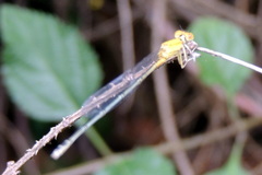 Pseudagrion decorum
