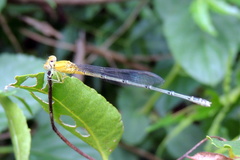 Pseudagrion decorum