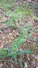 Oxytropis sylvatica