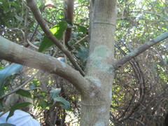 Cassipourea malosana