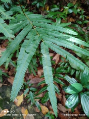 Parkia timoriana