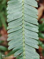 Parkia timoriana