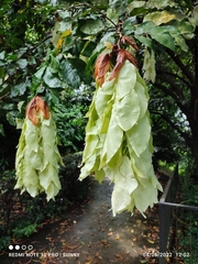 Maniltoa browneoides