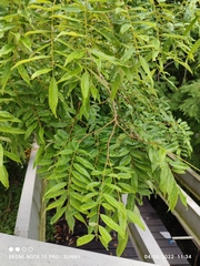 Koompassia excelsa