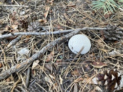 Handkea fumosa