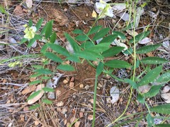 Lathyrus delnorticus