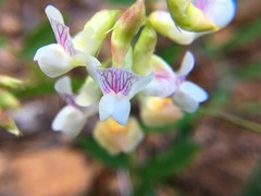 Lathyrus delnorticus