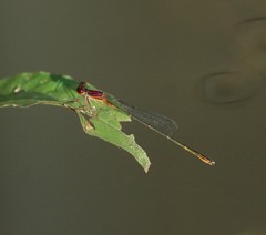 Enallagma dubium