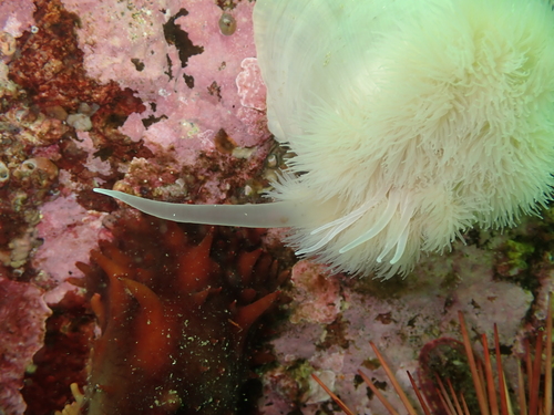 Photo of Plumose anemone (Metridium senile)