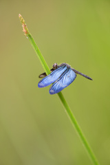 Zenithoptera lanei