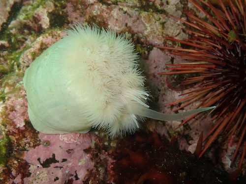 Photo of Plumose anemone (Metridium senile)