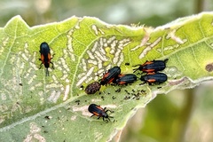Microrhopala rubrolineata