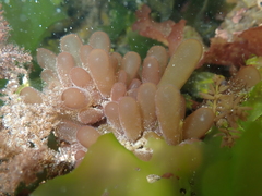 Botryocladia pseudodichotoma