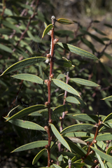 Hakea marginata
