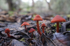 Cortinarius persplendidus
