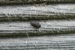 Hadrobregmus pertinax