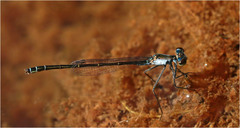 Austrocnemis maccullochi