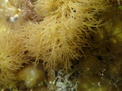 Lomentaria hakodatensis