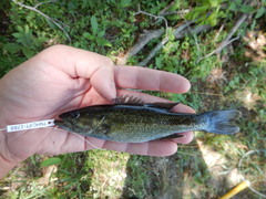 Micropterus treculii