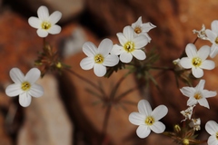 Leptosiphon breviculus