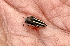 Acmaeodera pubiventris lanata