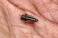 Acmaeodera pubiventris lanata
