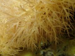 Lomentaria hakodatensis