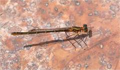 Austrocnemis maccullochi