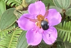 Xylocopa ruficeps