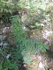 Vicia cassubica