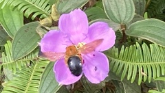 Xylocopa ruficeps