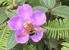 Xylocopa ruficeps