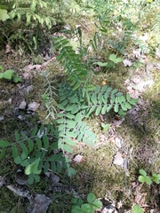 Vicia cassubica