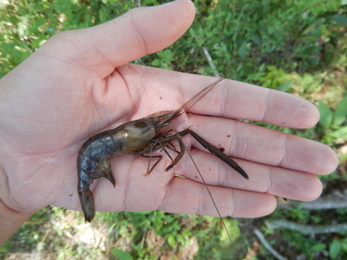 Ohio shrimp