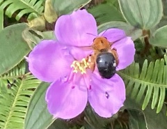 Xylocopa ruficeps