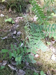 Vicia cassubica