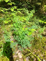 Vicia cassubica